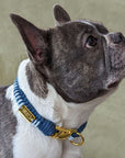 Make Your Own Dog Collar Craft Kit - BLUE