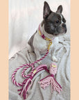 Make Your Own Dog Collar Craft Kit - PINK