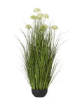 Pure White Allium Potted Plant with Blooming Spherical Flowers