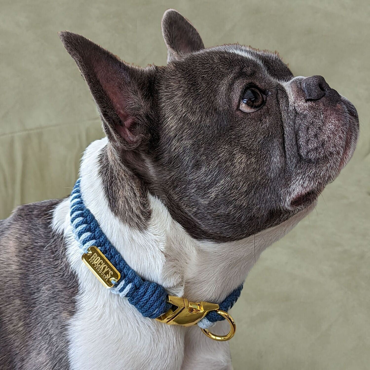 Make Your Own Dog Collar &amp; Friendship Bracelet Craft Kit - BLUE