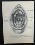 Victorian Anatomy Engraving – Antique Medical Print R