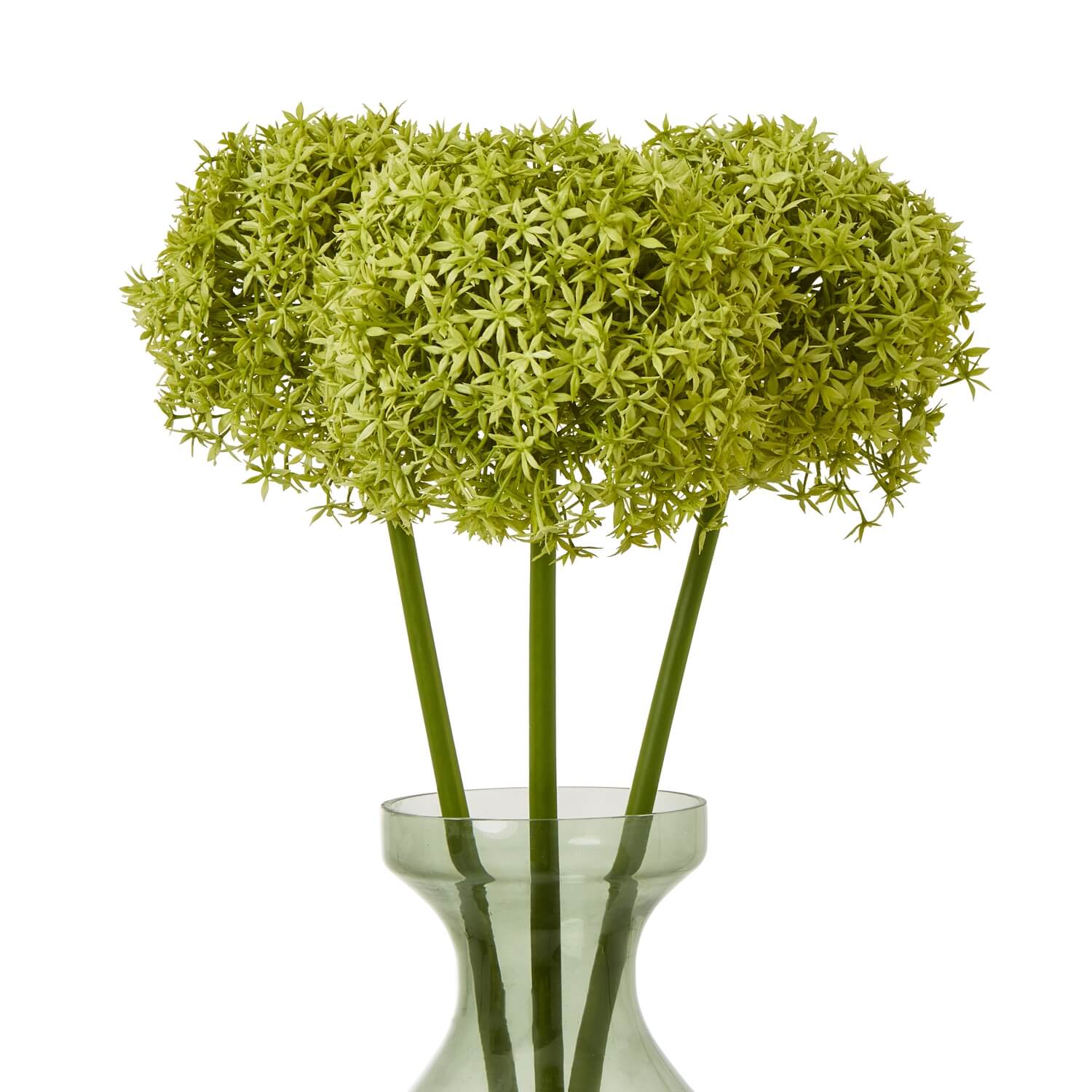 Vibrant Green Allium Stem for Interior Styling