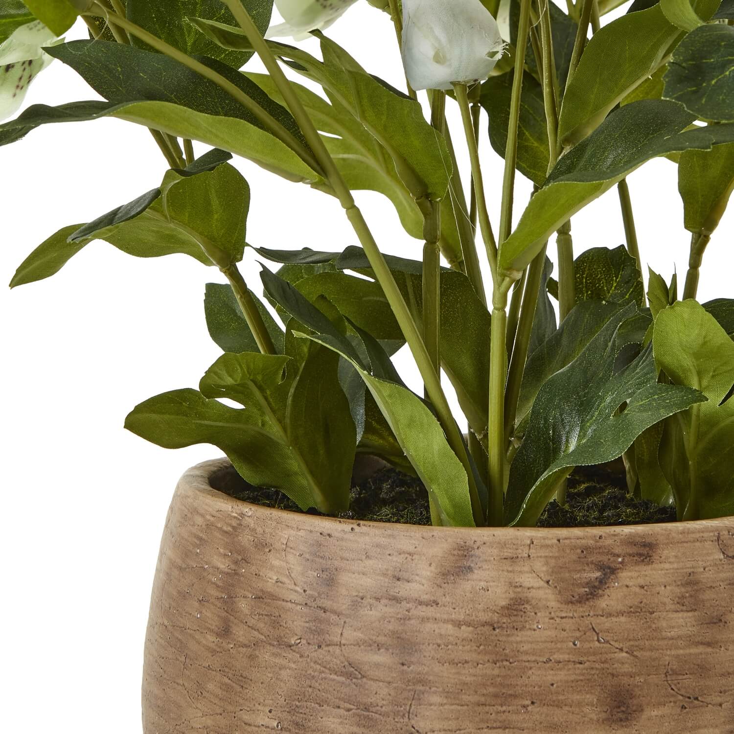 Green Hellebore Indoor Plant in Taupe Ceramic Pot