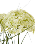 Pure White Allium Potted Plant with Blooming Spherical Flowers