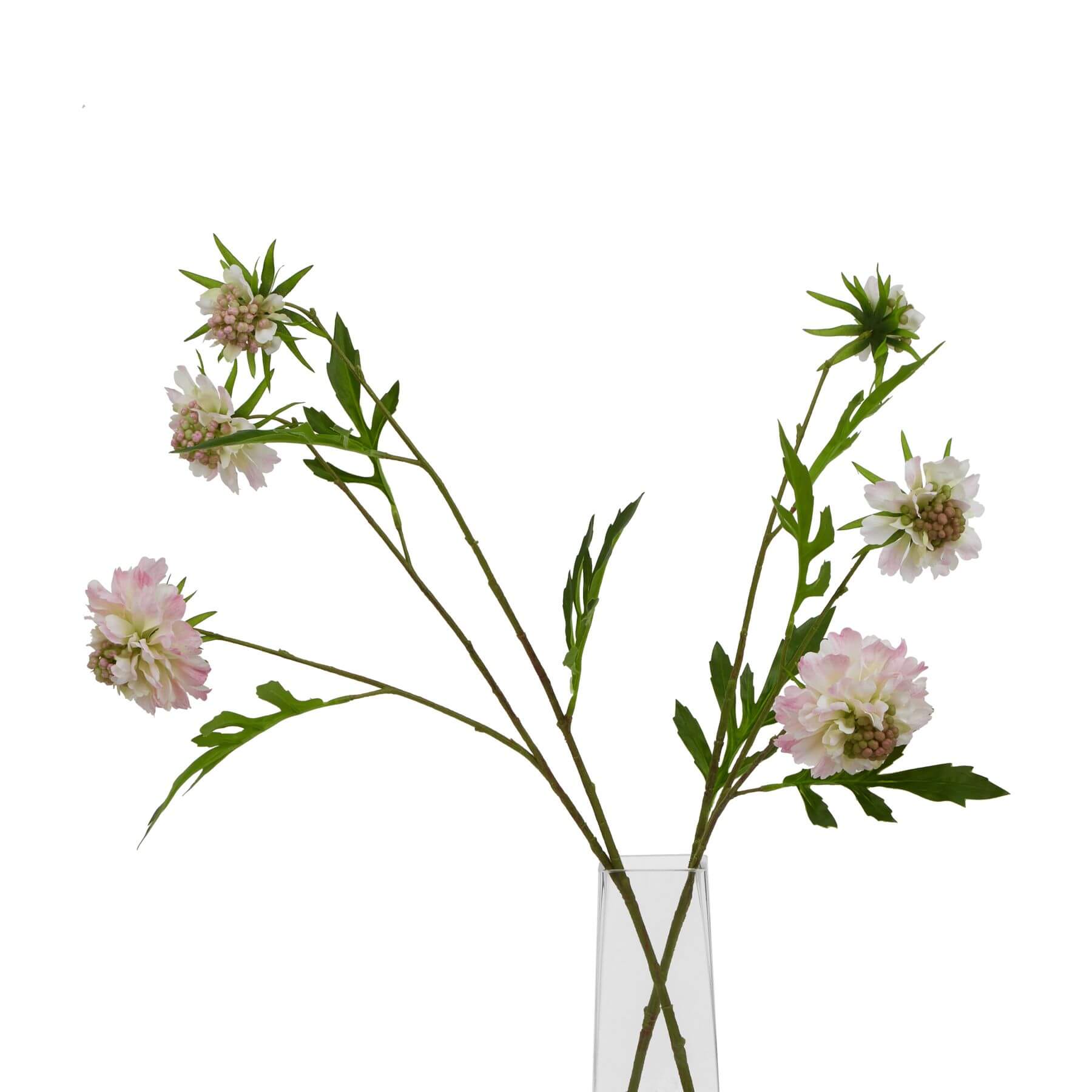 Pale Pink Scabious Stem