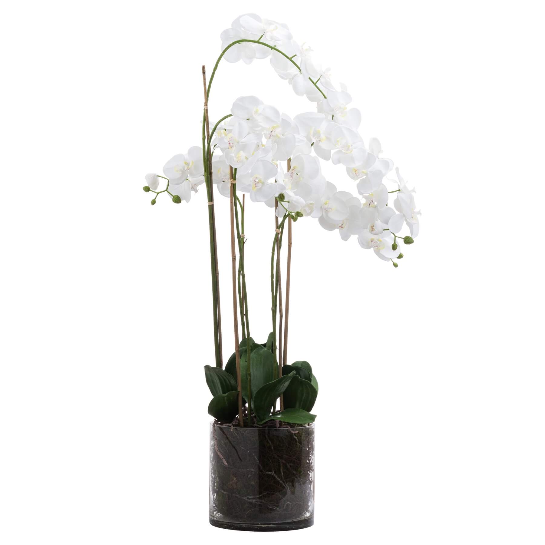 Elegant Tall White Orchid in Glass Vase | Home Decor