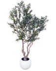 250cm XXL Olive Tree-0