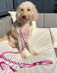 Make Your Own Dog Lead Craft Kit - PINK