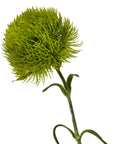 Fresh Light Green Dianthus Stem