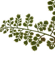 Maidenhair Fern Stem Effortless Greenery for the Hopelessly Forgetful