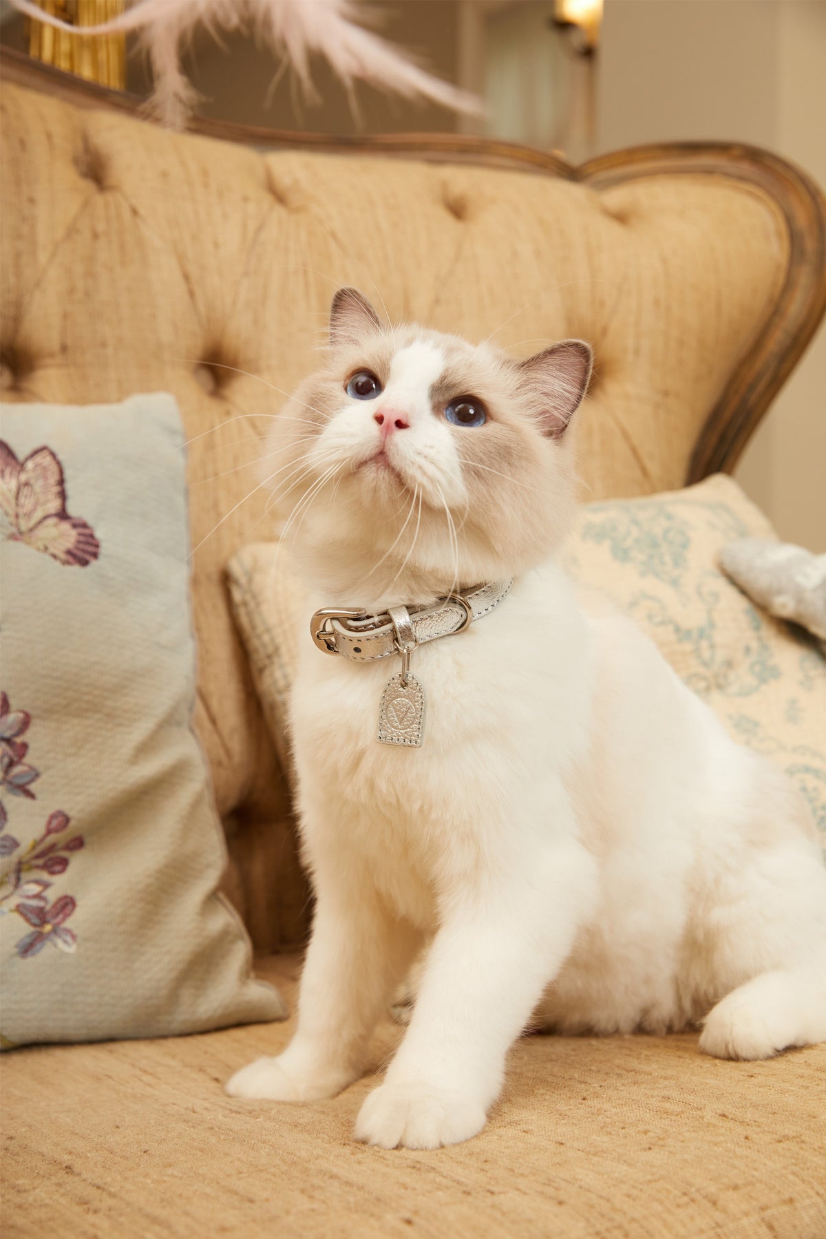 Gloss Collar