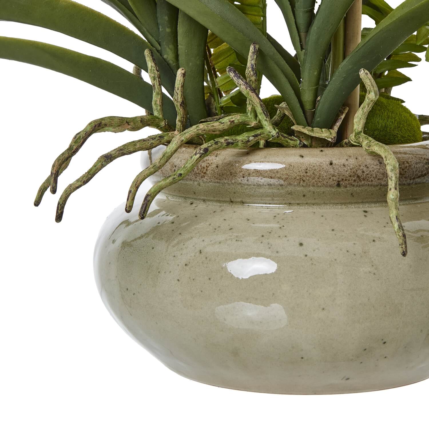 White Orchid in Ceramic Pot