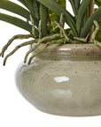 White Orchid in Ceramic Pot