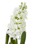 White Hyacinth Faux Stem for Effortless Home Style