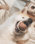 Espresso Pop Enrichment Dog Toy