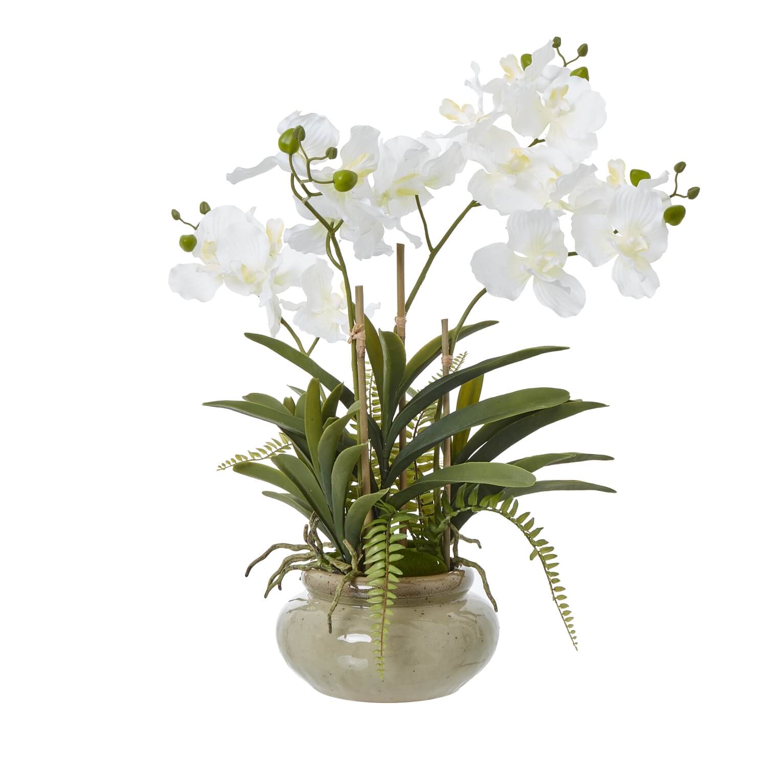 White Orchid in Ceramic Pot