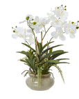 White Orchid in Ceramic Pot