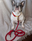 Heart Pattern Red Valentine's Day Make Your Own Dog Lead Craft Kit