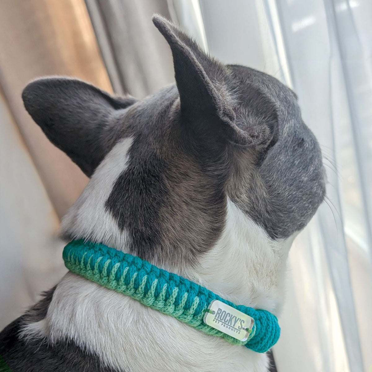 Make Your Own Dog Collar &amp; Friendship Bracelet Craft Kit - MINT