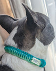 Make Your Own Dog Collar & Friendship Bracelet Craft Kit - MINT
