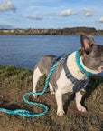 Make Your Own Dog Collar & Friendship Bracelet Craft Kit - MINT