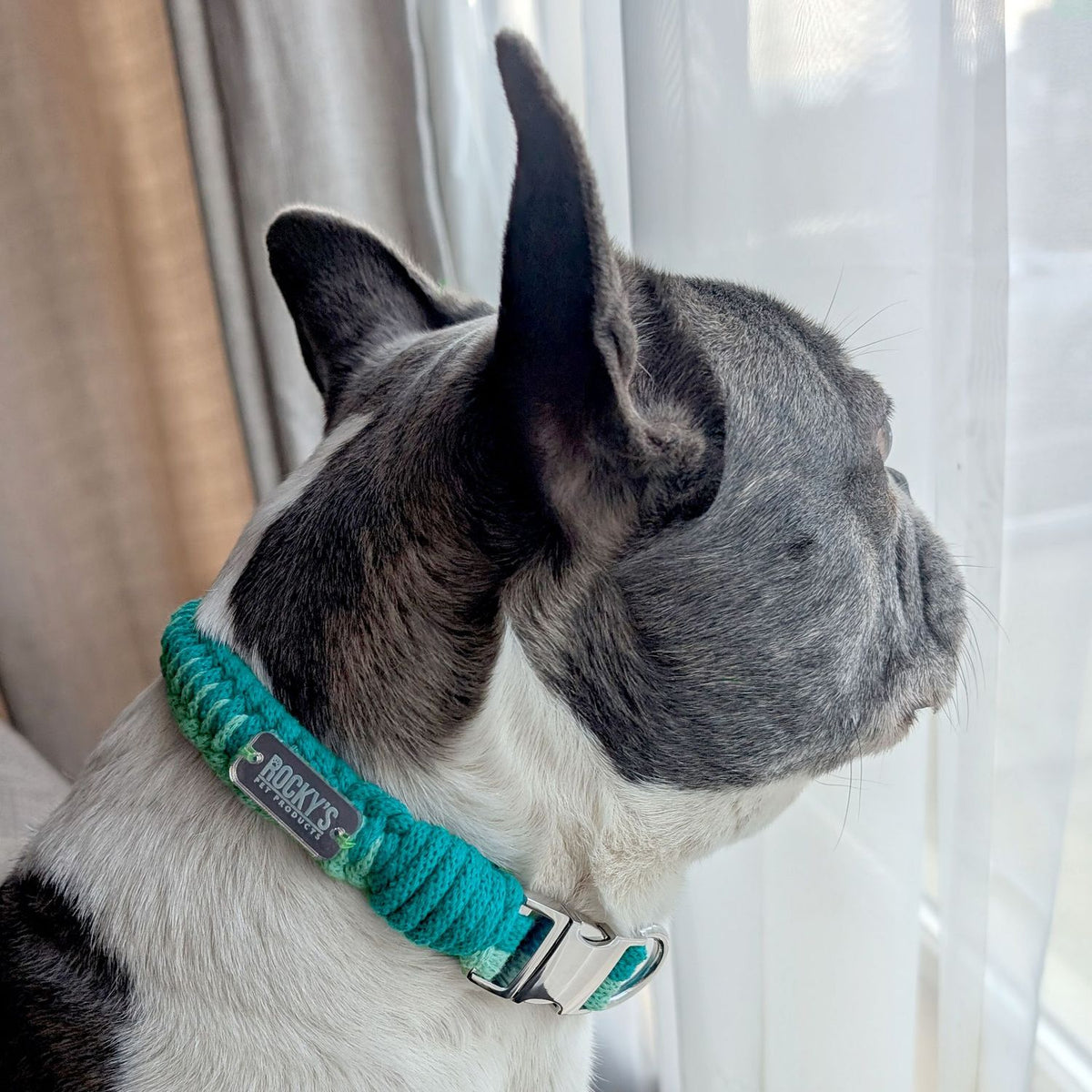 Make Your Own Dog Collar &amp; Friendship Bracelet Craft Kit - MINT