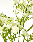 Cream Gypsophila Stem Floral Accent