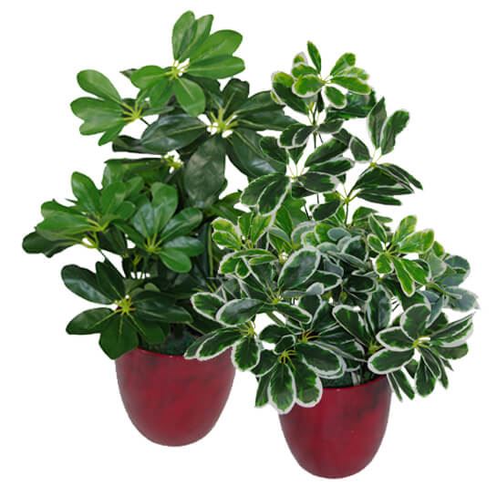Artificial Arboricola Plant Umbrella Tree-1