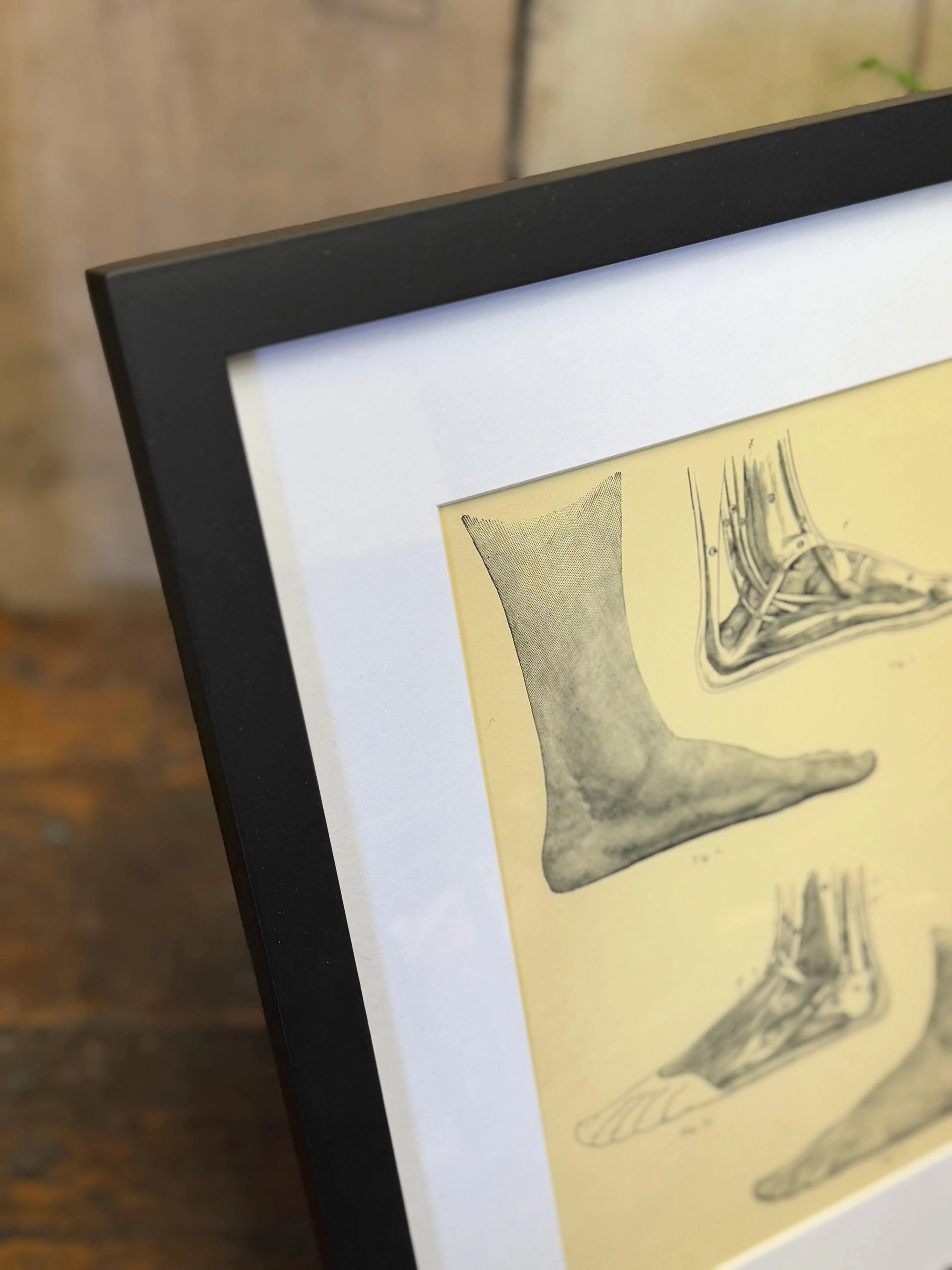 Victorian Anatomy Engraving – Antique Medical Print M