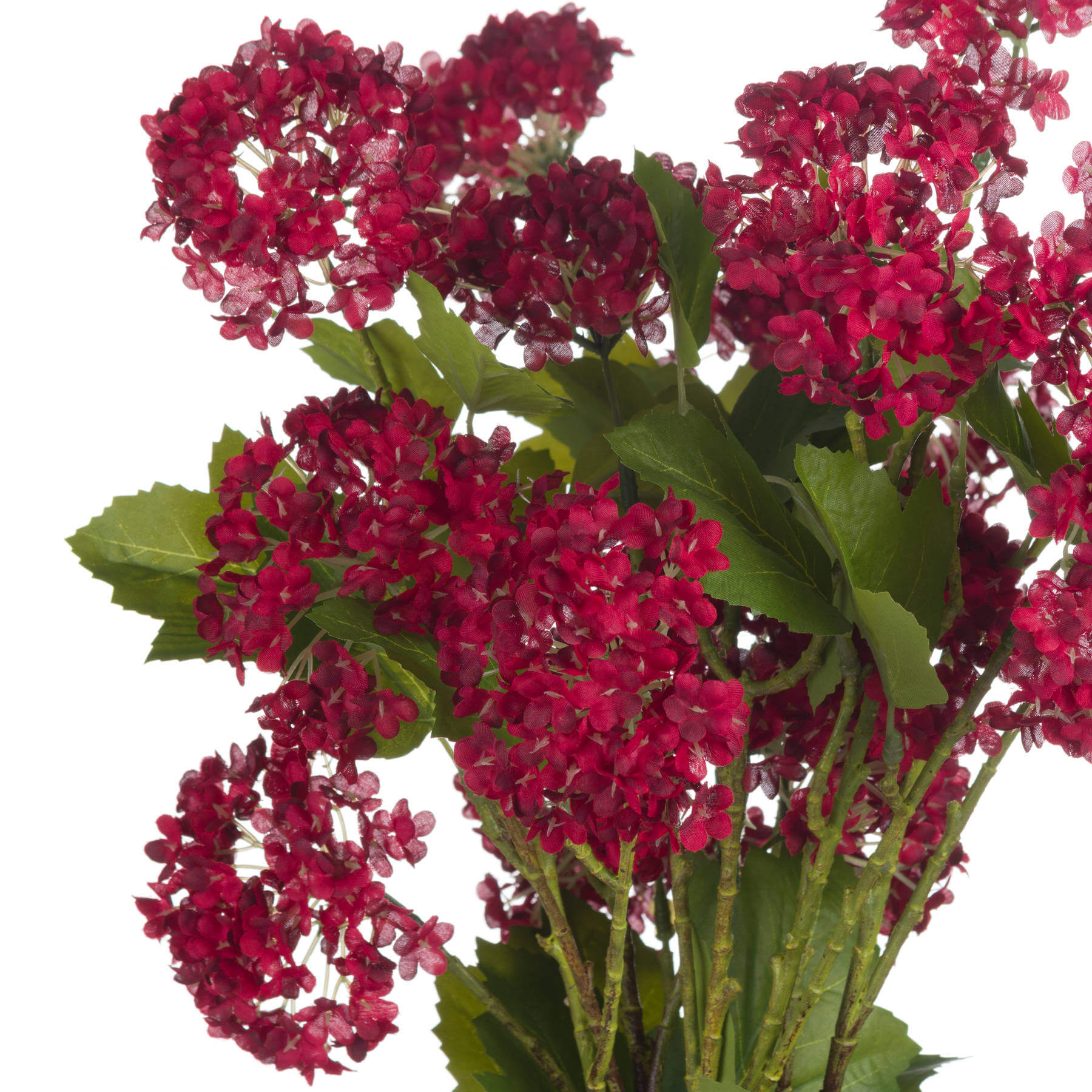 Vibrant Red Viburnum | Stunning Autumn Blooms