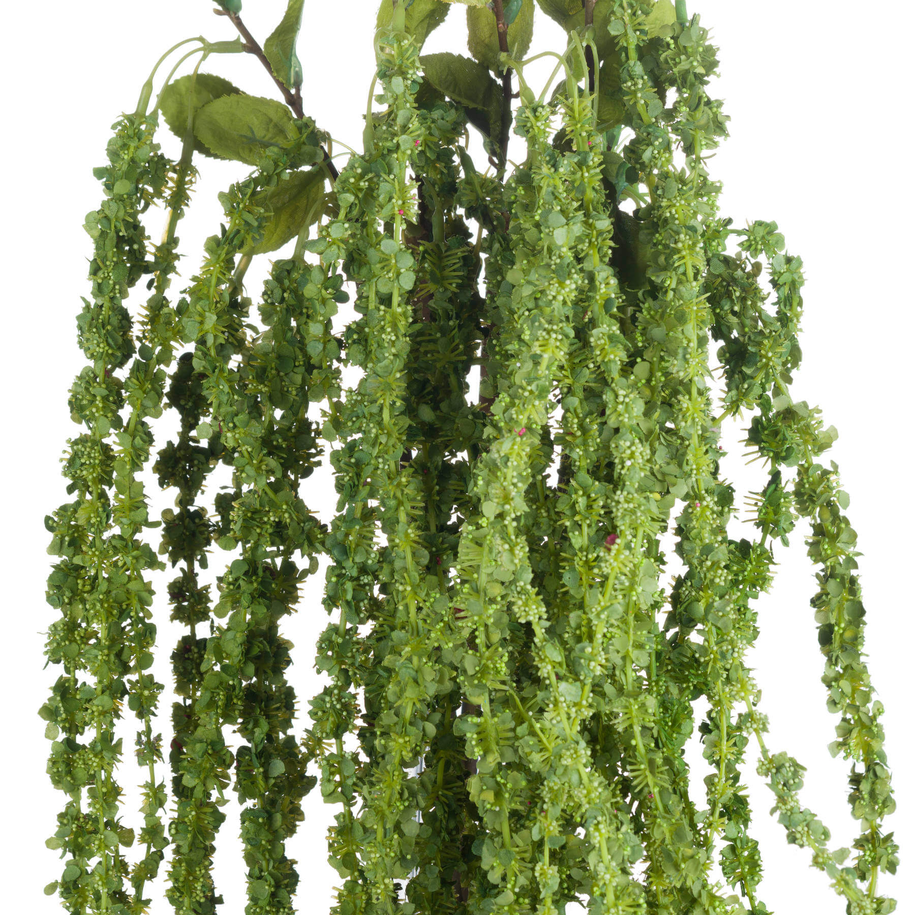 Fresh Green Amaranthus | Vibrant &amp; Natural Decor