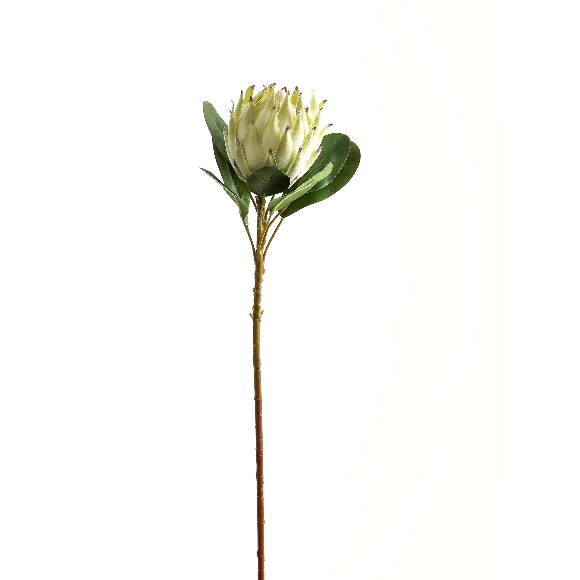 Stunning Large White Protea | Elegant Floral Decor