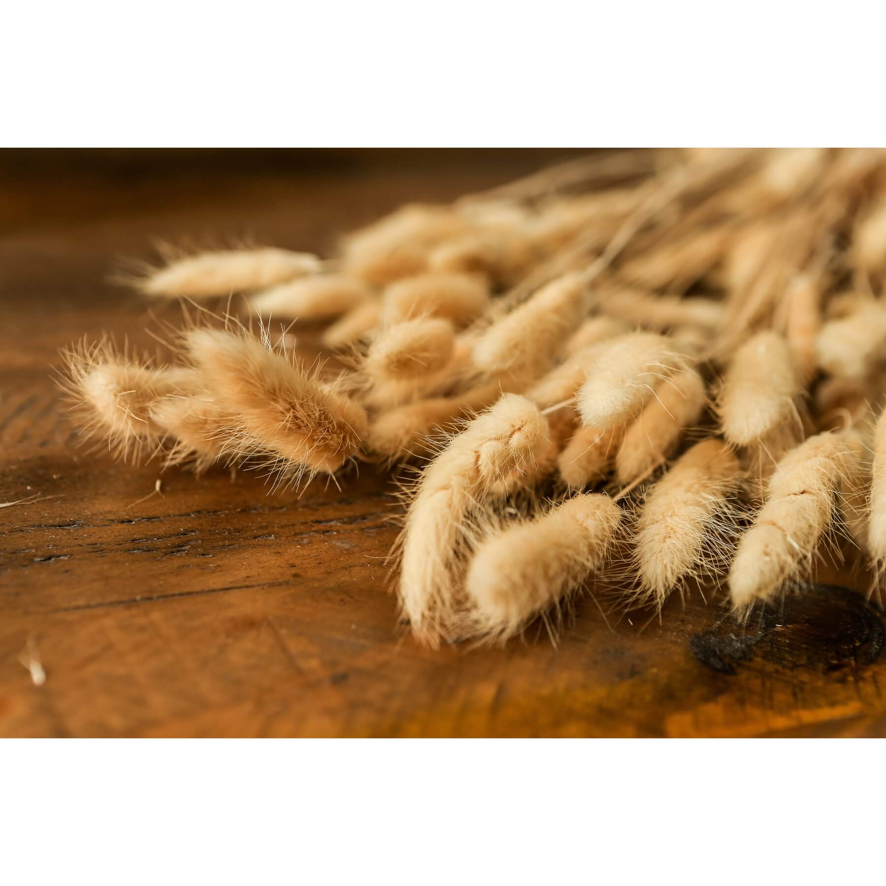 Fluffy Bunny Tail Bouquet Tall Natural Decor