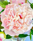 Real touch peony arrangement in vase - 10"