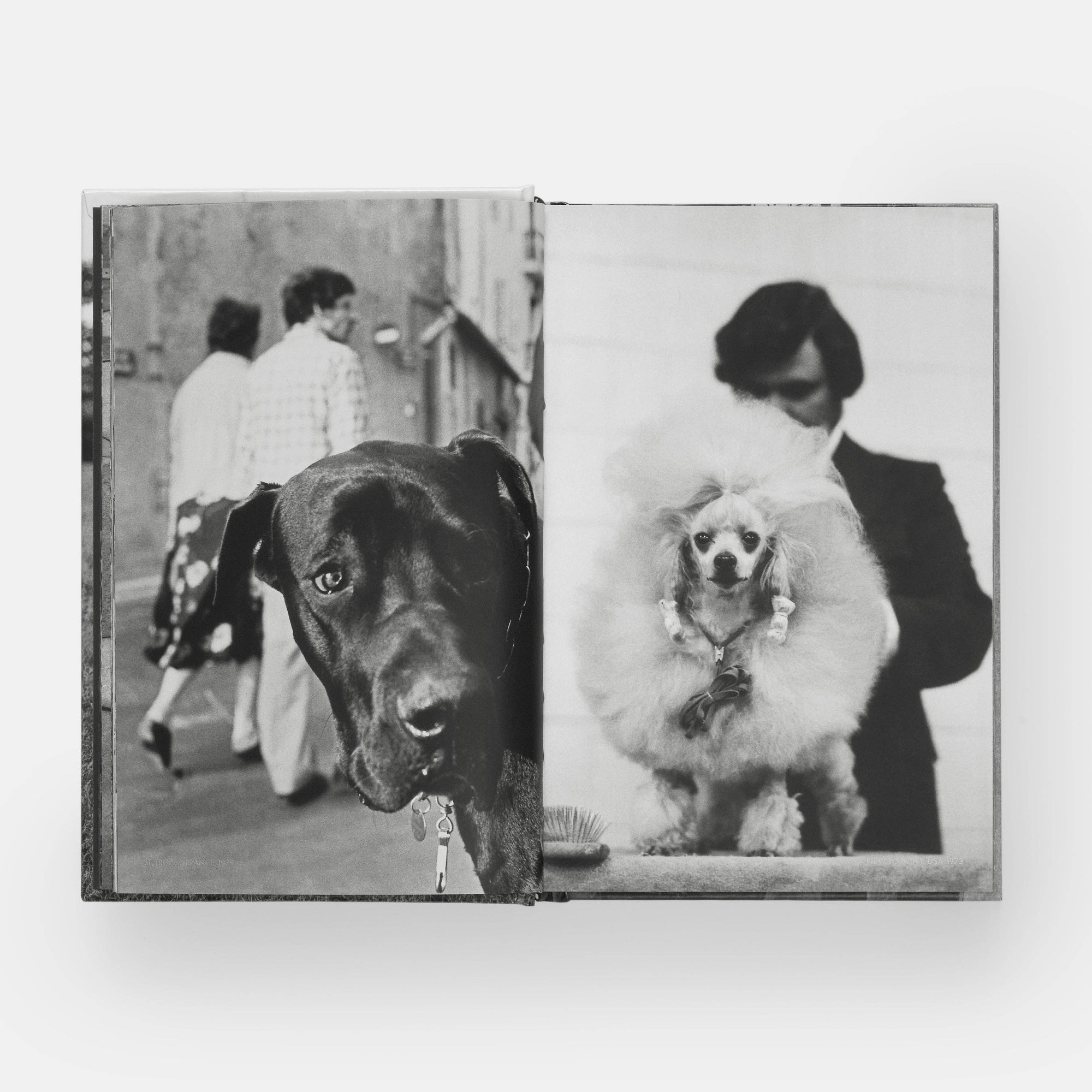DogsDogs by Elliott Erwitt