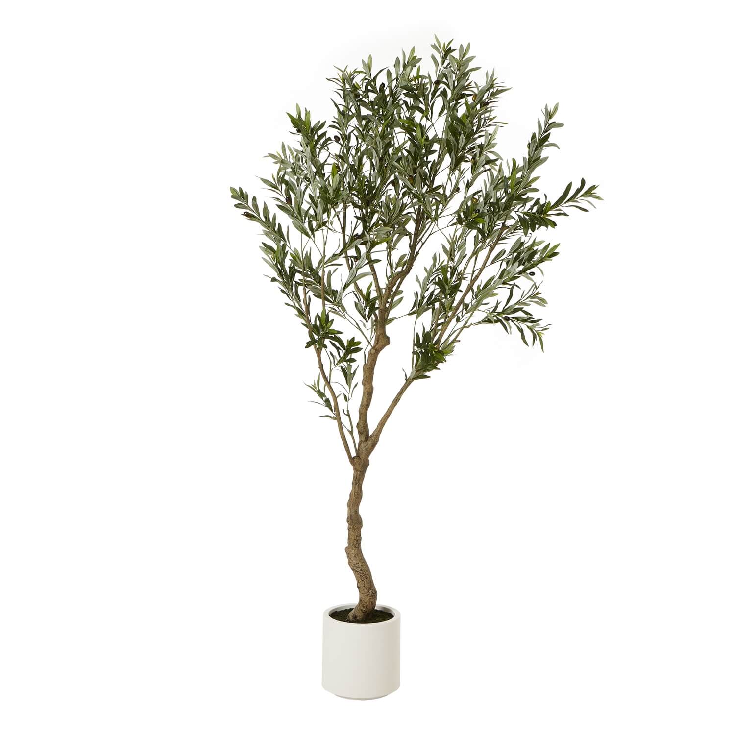 200cm Olive Tree in White Pot Mediterranean Style Indoor Plant
