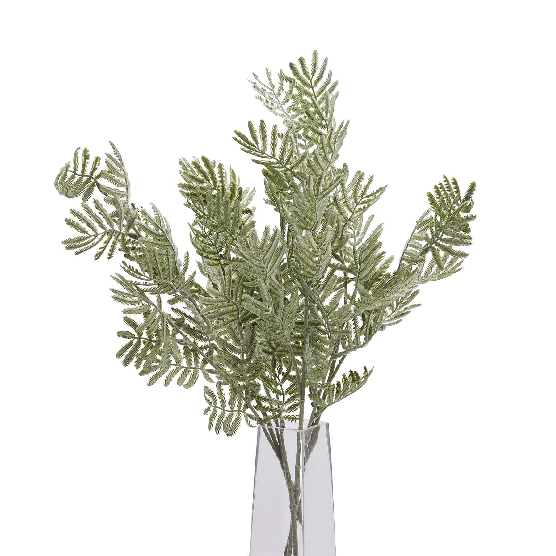 Silver Wattle Leaf Stem for a Calm Natural Look