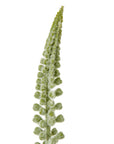 Faux White Eremurus Stem Floral Accent