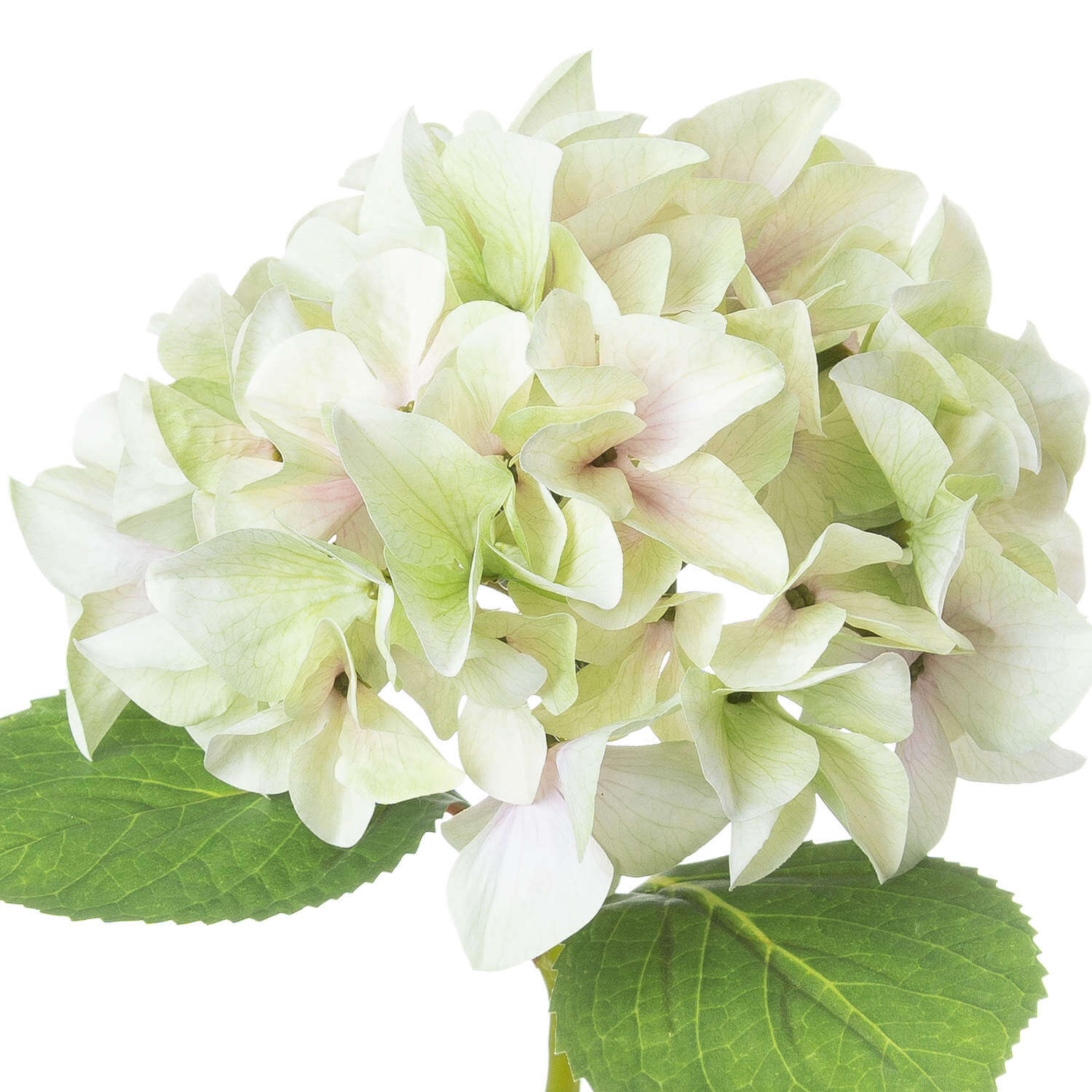Lifelike artificial hydrangea stem in soft green, 50cm tall, with realistic plastic petals for elegant home decor by RoomLondon at brixbailey.com