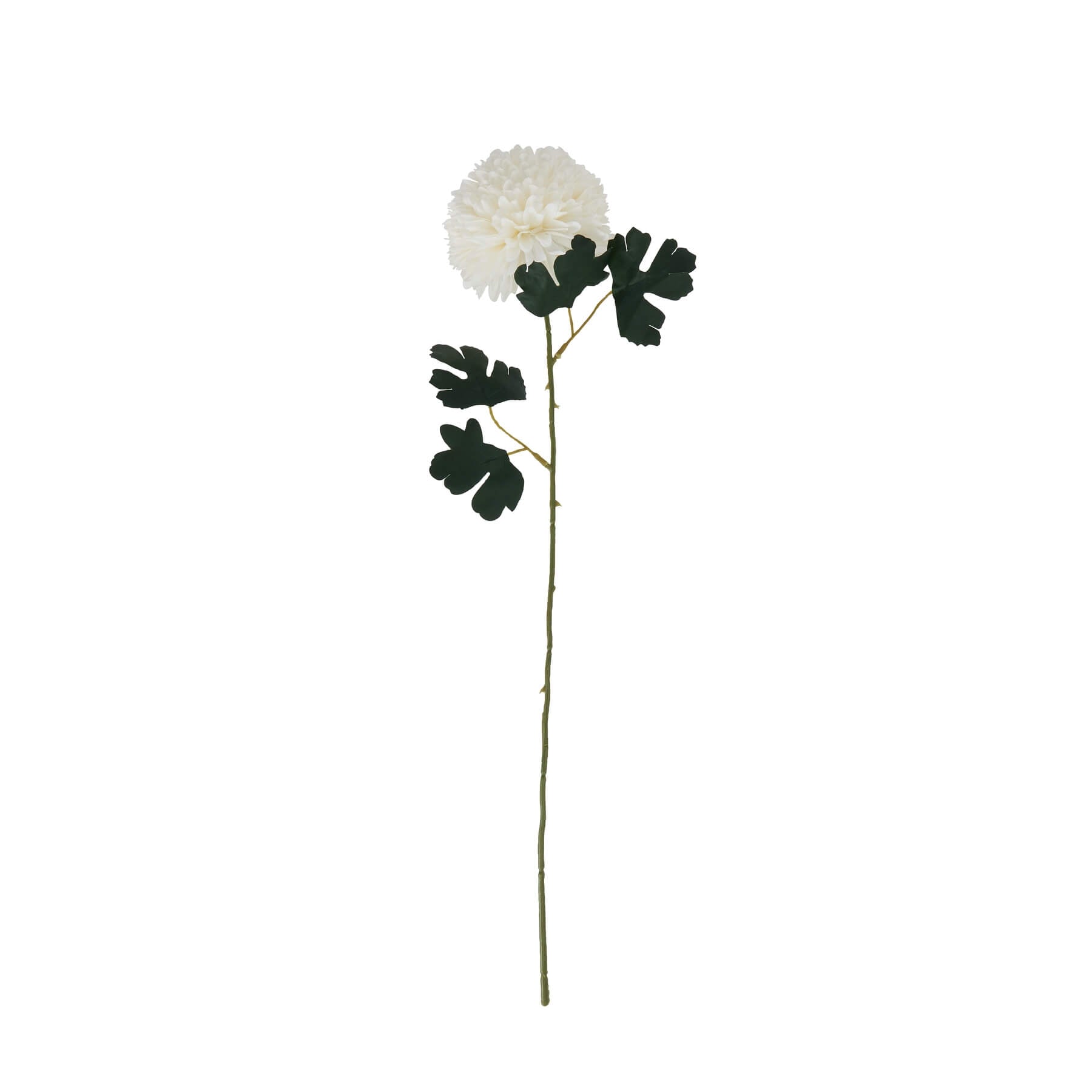 Soothing White Chrysanthemum Stem Always in Bloom