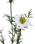 White Nigella Seed Faux Flower Stem