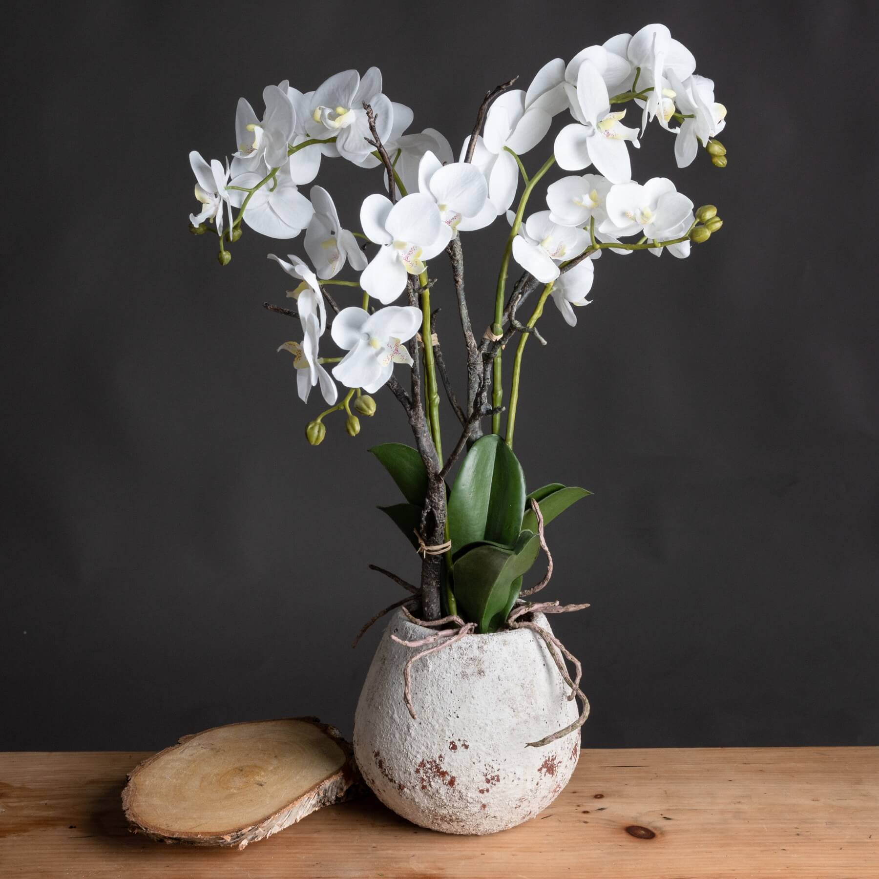 Elegant White Orchid in Decorative Stone Pot | Fresh &amp; Stylish