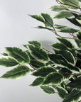 Artificial Ficus Tree Plant Variagated 110cm Tall Trees-2