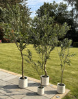 200cm Olive Tree in White Pot Mediterranean Style Indoor Plant