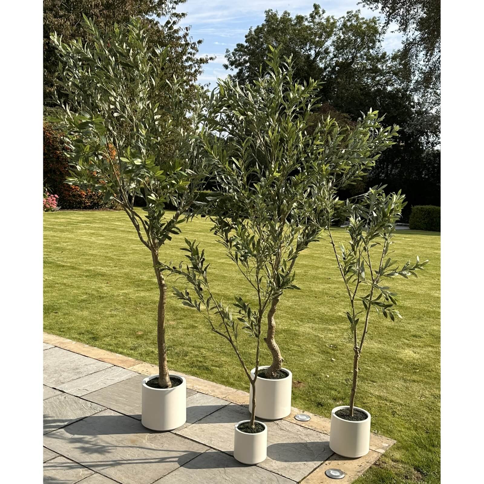 Mediterranean Style 200cm Olive Tree with White Pot