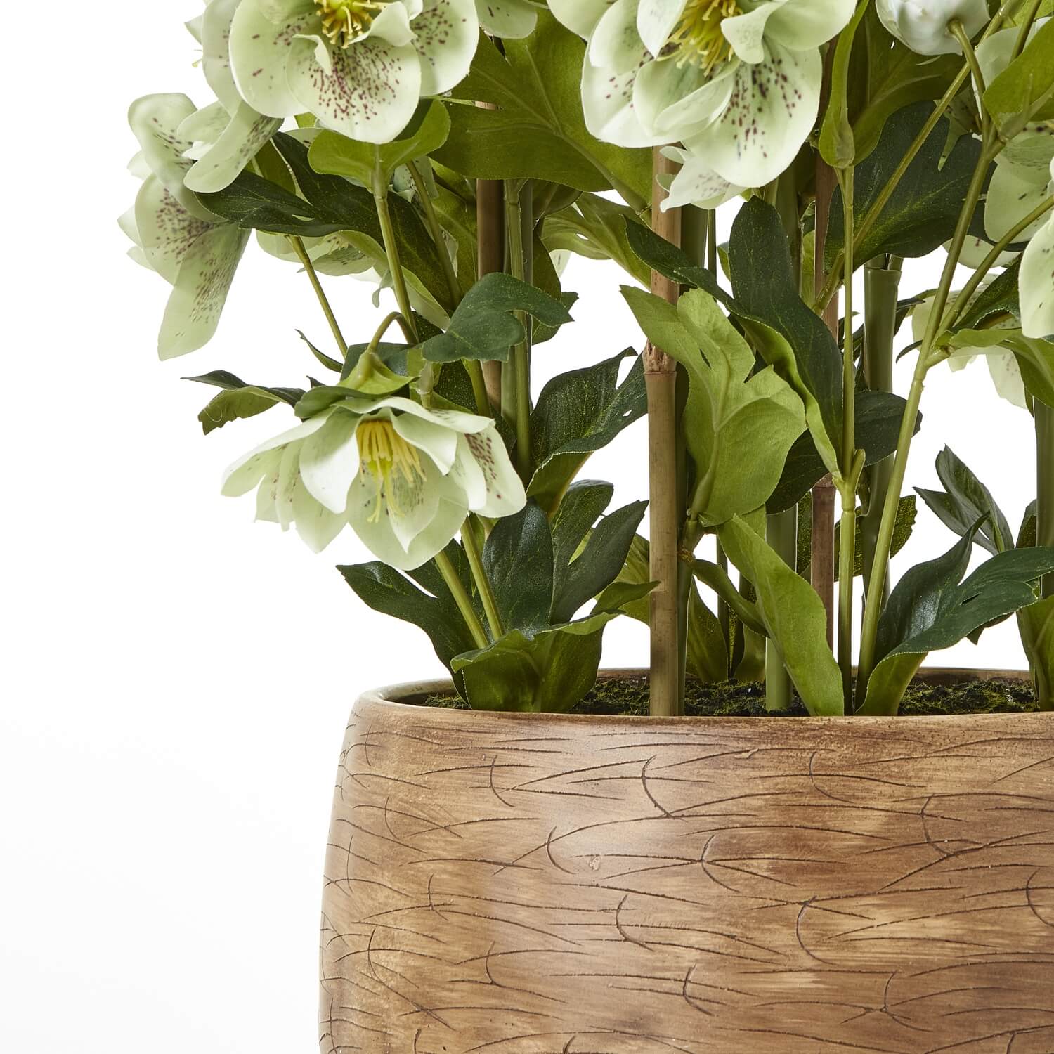 Large Green Hellebore in Taupe Pot Planter