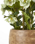 Large Green Hellebore in Taupe Pot Planter