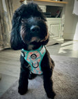 Rugged Rover™ Harness - Pastel Daisy