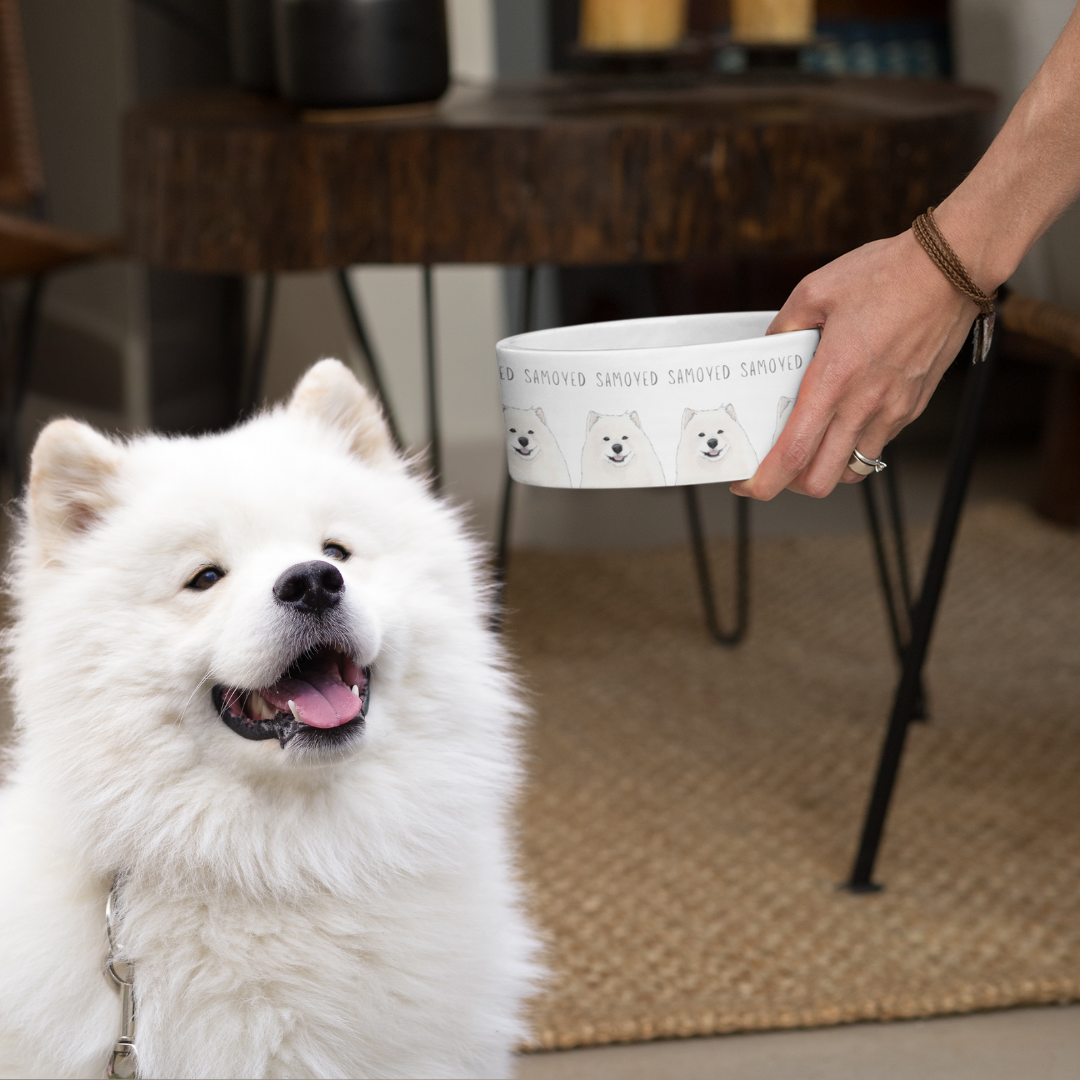 Bowl of Fluff: The Samoyed Dining Experience