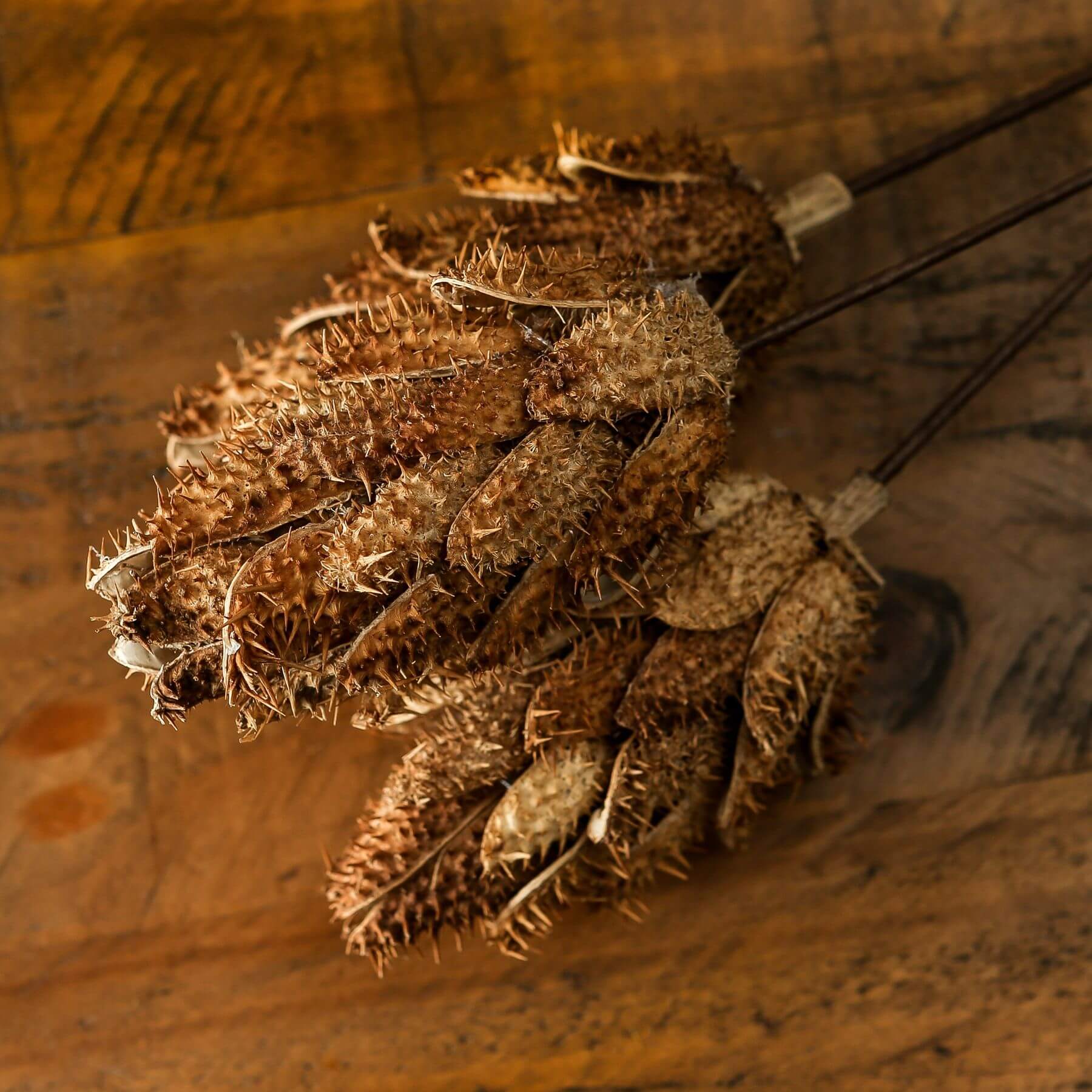 Dried Protea Bouquet Natural Sculptural Beauty